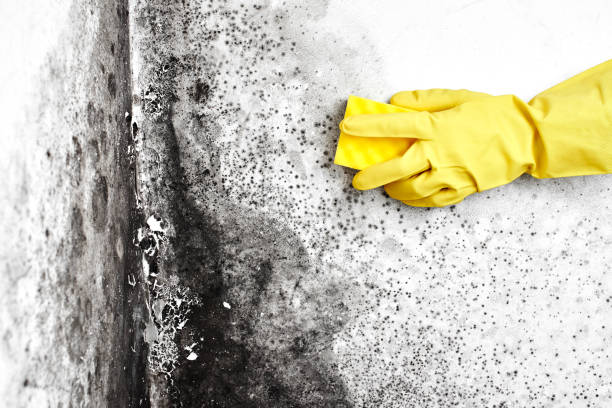 Best Affordable Mold Removal  in Milton, WI