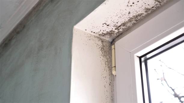 Best Mold Damage Repair  in Milton, WI