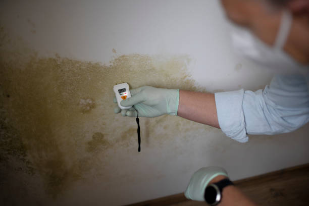 Best Residential Mold Removal  in Milton, WI
