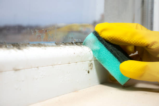 Best Attic Mold Removal  in Milton, WI