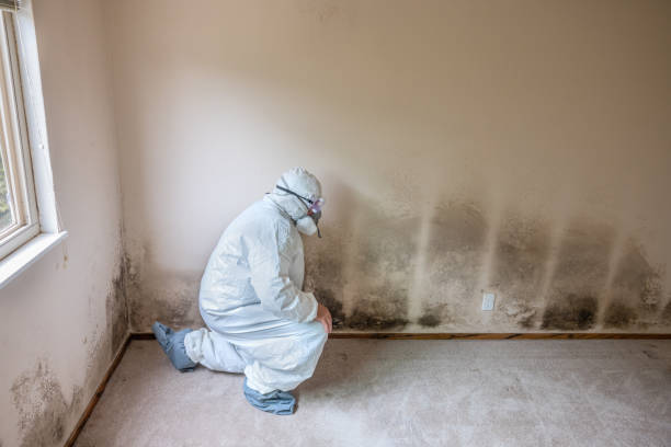 Best Fast Mold Removal  in Milton, WI