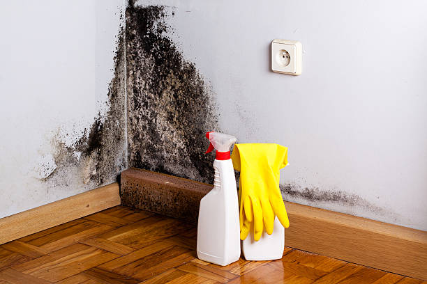 Best Certified Mold Removal  in Milton, WI