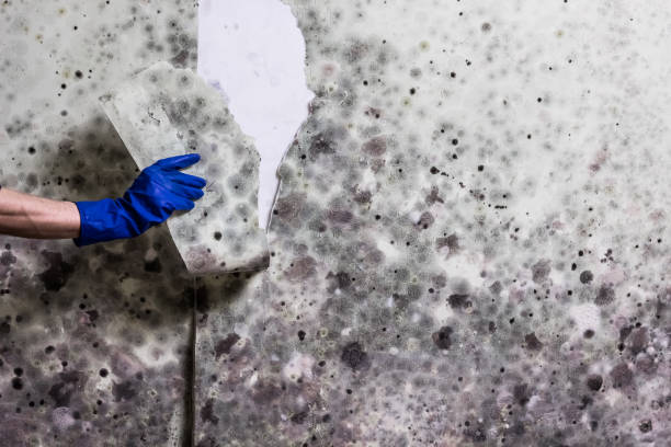 Home Mold Removal in Milton, WI