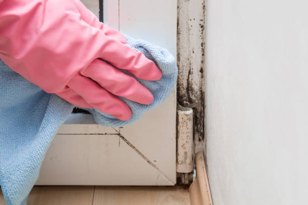 Best Affordable Mold Removal  in Milton, WI