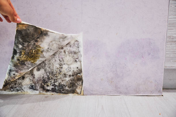 Mold Removal and Inspection in Milton, WI